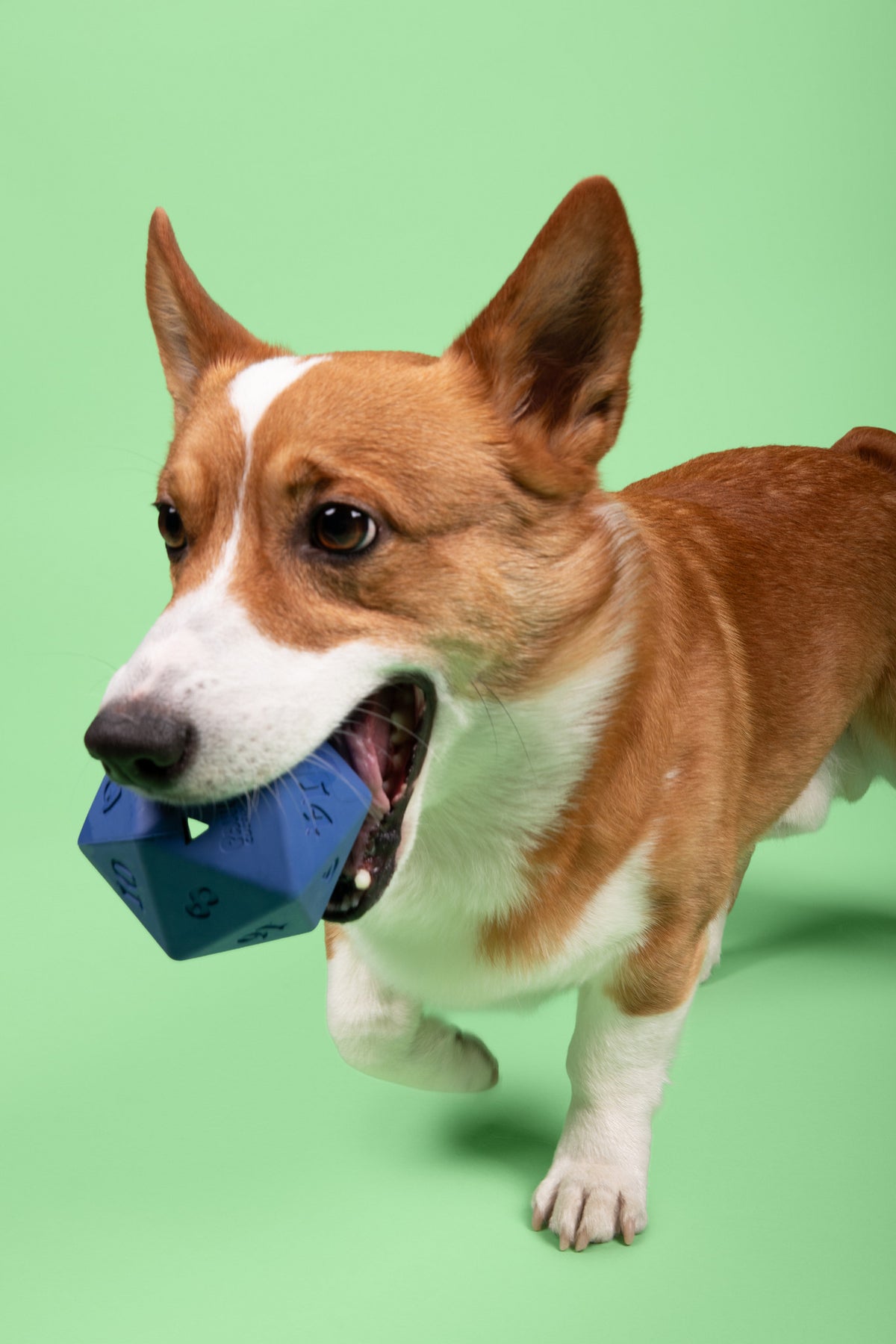 Pawp Culture D20 Dog Toy – Treat Dispenser